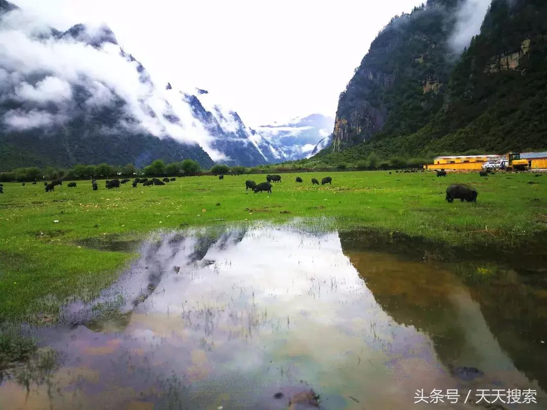 藏香猪卡C位的另类奋斗史