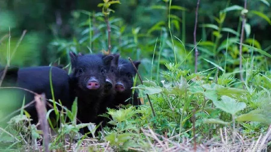 藏香猪卡C位的另类奋斗史