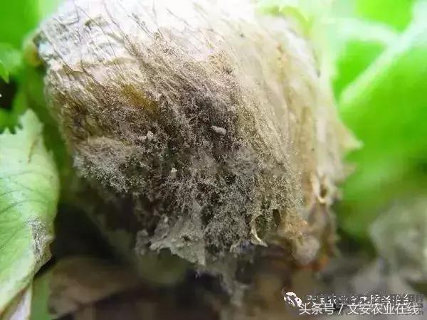 大白菜常见病害图谱,大白菜病害图解大全
