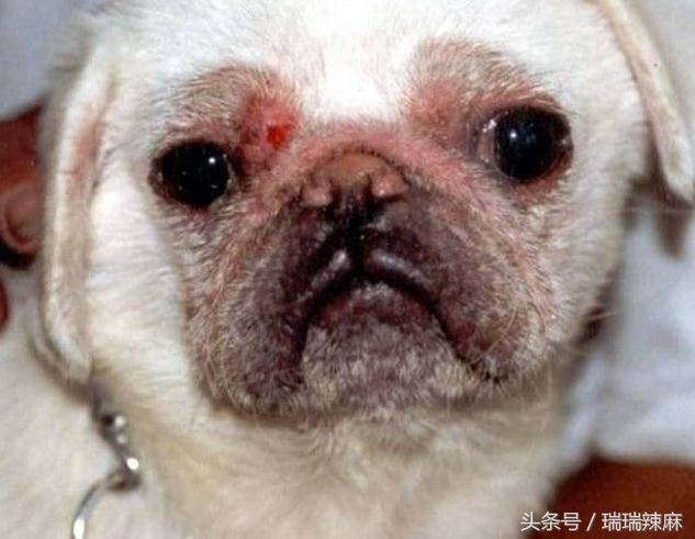 新手养宠:狗狗出现皮肤病怎么解决?