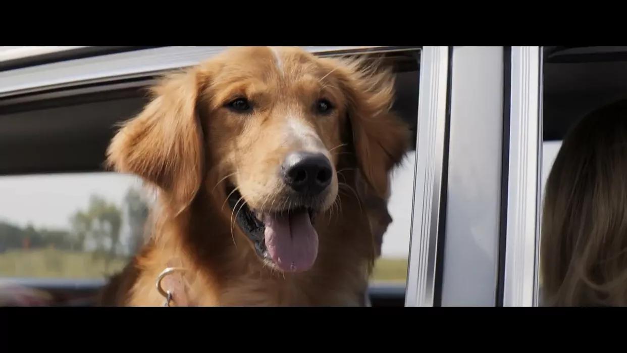 爱萌宠的你，或许想看……