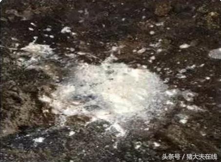 母猪石灰尿的解决办法,母猪拉石灰尿症状