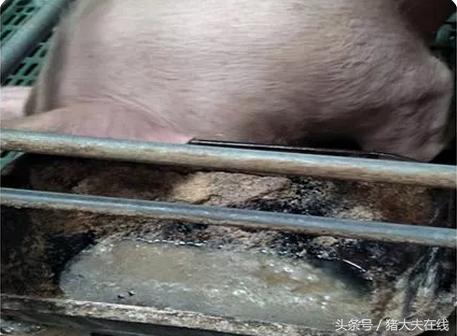 母猪石灰尿的解决办法,母猪拉石灰尿症状