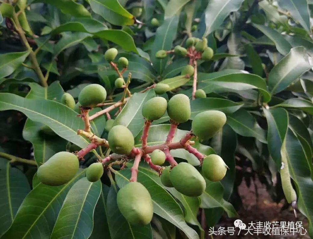 芒果果期主要病害,芒果结果太多如何疏果