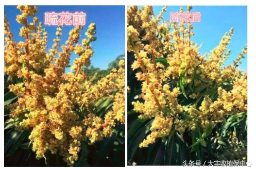 芒果果期主要病害,芒果结果太多如何疏果