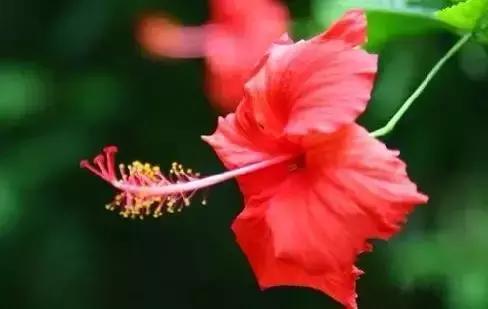 世界各国国花国鸟国树,世界各国的国花完整版