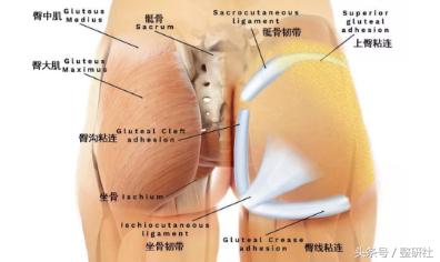 扁臀跟翘臀哪一种更好看,不要臀部翘让臀部变小
