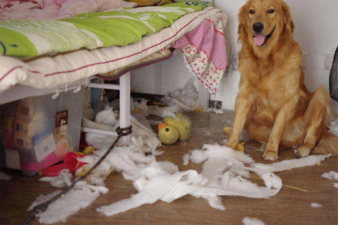 买金毛犬好还是买拉布拉多好,买金毛幼犬好还是比熊好