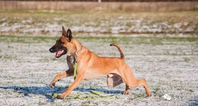 分享一些训犬护主的小技巧,训犬护食纠正