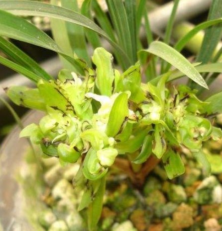 蝴蝶兰花养殖方法和注意事项大全,蝴蝶兰花换盆每天最好是什么时间