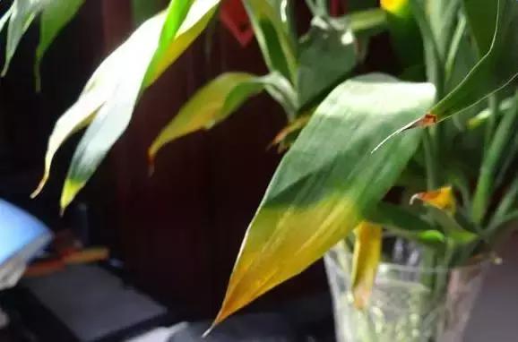 水培植物怎么养不会烂根叶黄,水培植物怎样养长得快又好养