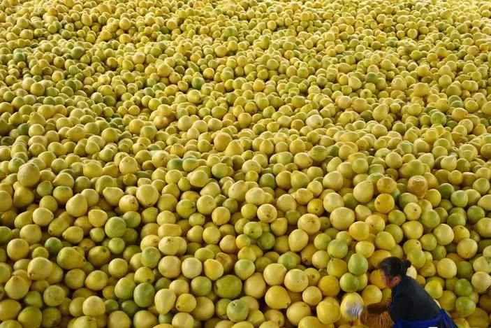 宣恩县县长宣传贡水白柚,恩施宣恩贡水白柚