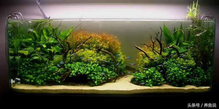 净水细菌和硝化细菌,硝化细菌未完善该怎么办