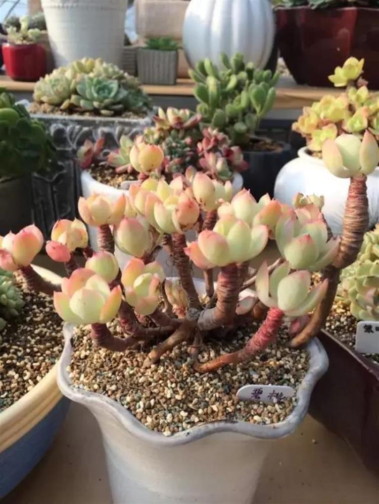 养成老桩最好看的多肉品种,多肉怎么养才能养成老桩盆景