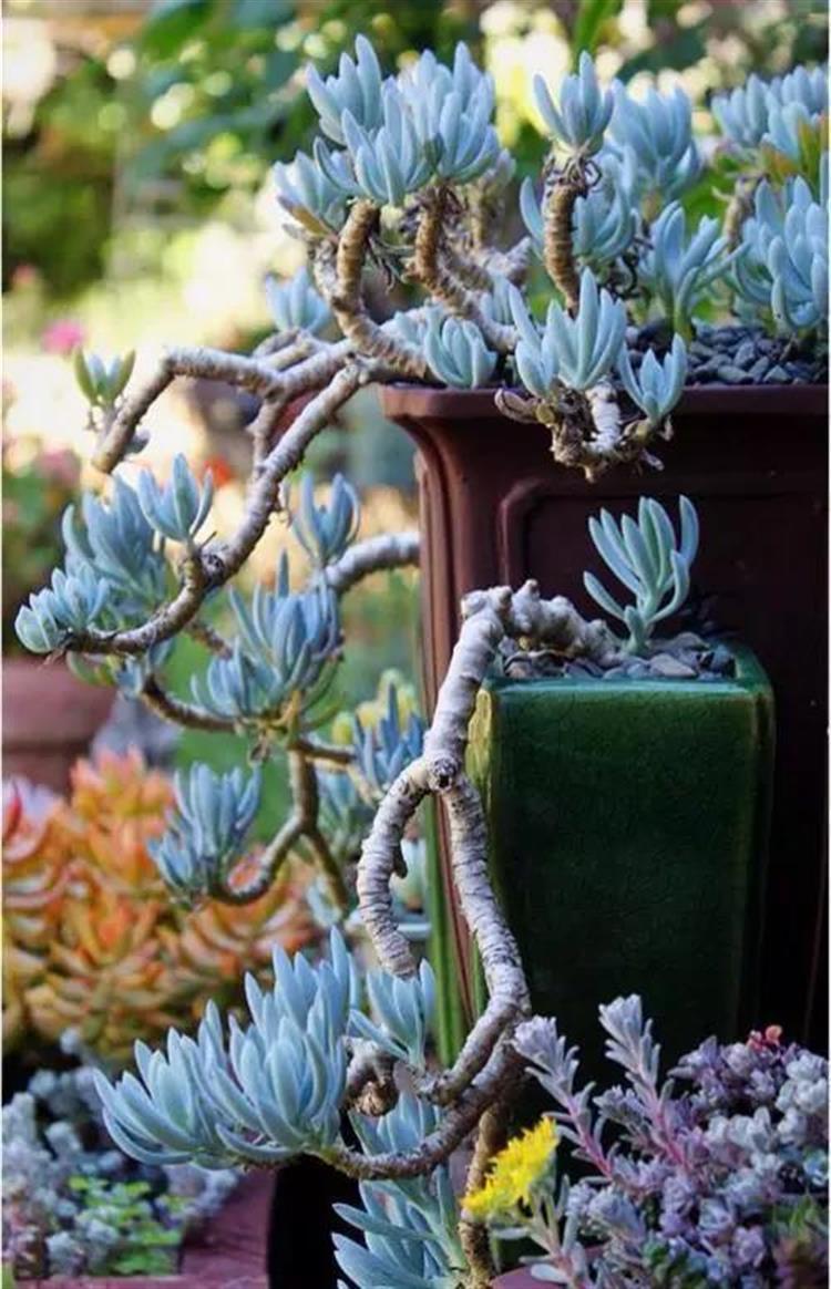 养成老桩最好看的多肉品种,多肉怎么养才能养成老桩盆景