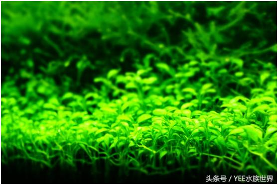 水草造景的优缺点,水草造景前景