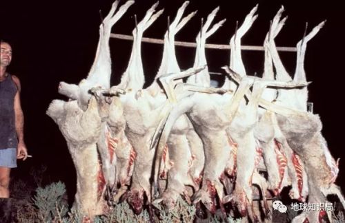 袋鼠能不能吃食物,巨型袋鼠吃什么