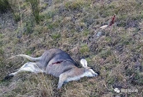 袋鼠能不能吃食物,巨型袋鼠吃什么