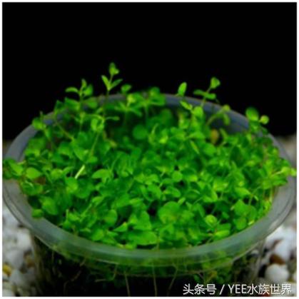 矮珍珠养护注意事项,矮珍珠草坪造景