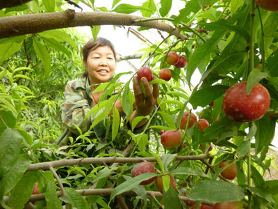 大棚栽植油桃，扣棚后如何管理，需要注意哪些内容