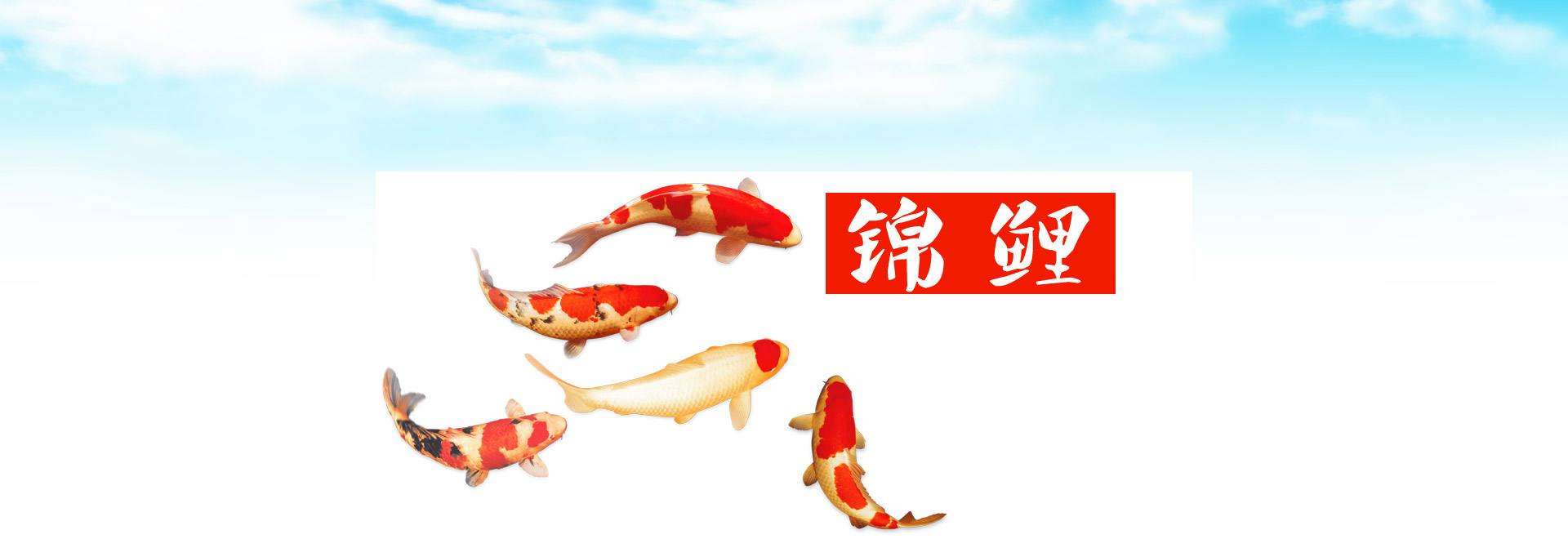 锦鲤抽奖活动是真的吗,锦鲤红包套路骗局揭秘