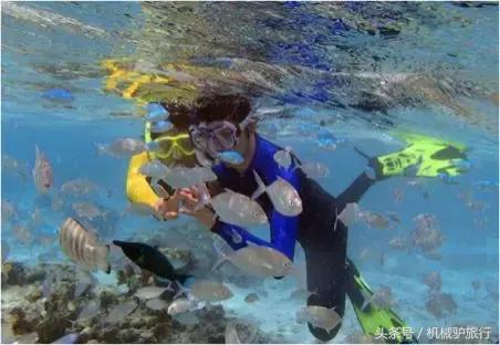 泰国蜜月岛门票,泰国水下婚礼举办视频