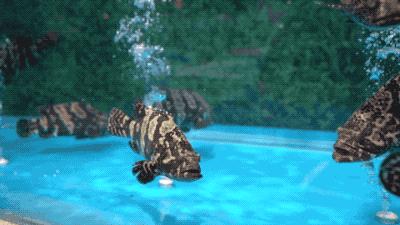 逛水族馆满脑子都是海鲜,水族馆里的海鲜