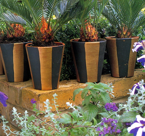 苏铁放阳台,怎样把苏铁搬到阳台