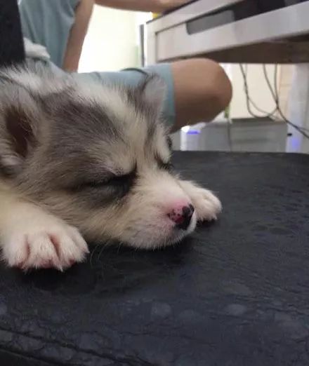 网友出门逛街,发现有一只低价出售的二哈,买回去结果赚大发了!