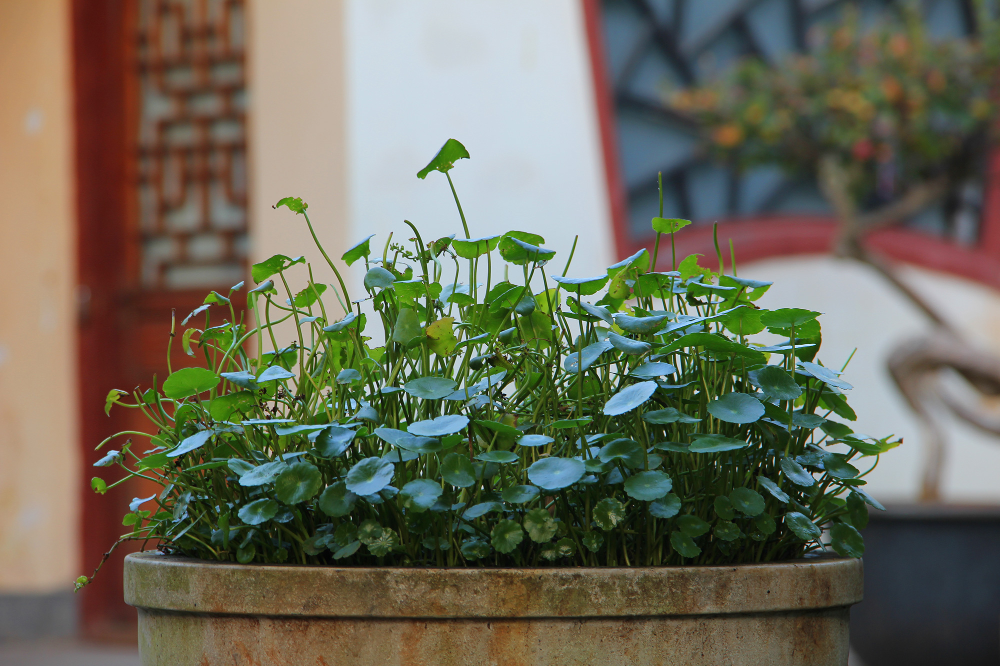 翠湖公园昆明最大的公园,翠湖公园是昆明哪个区