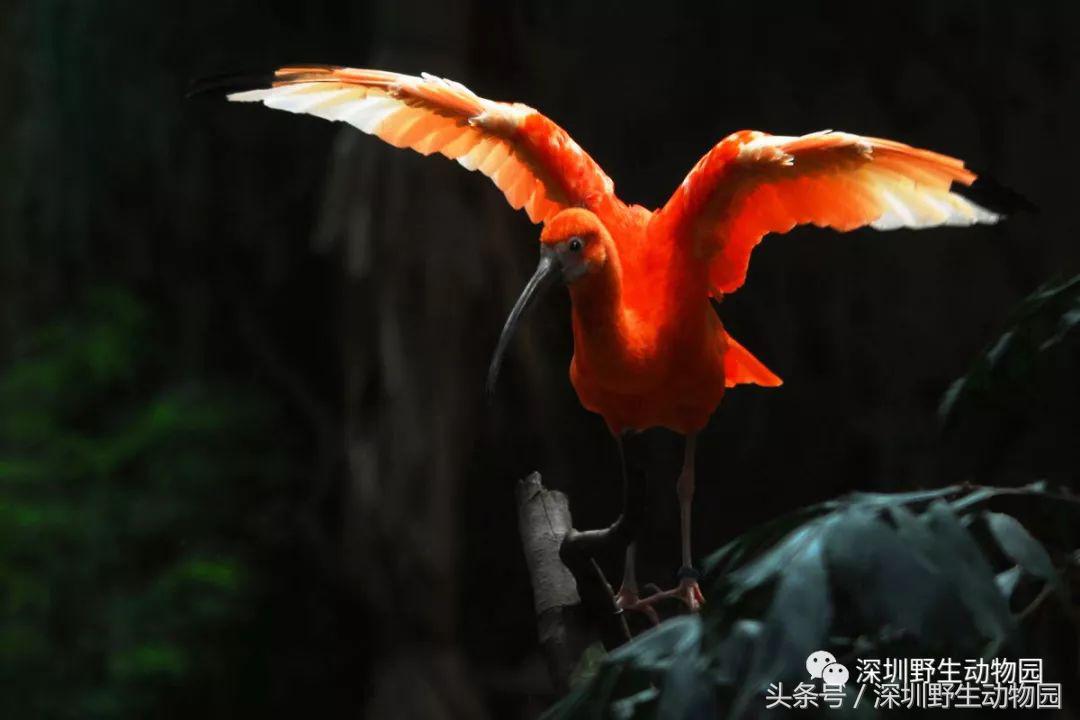 哪些动物名字容易读错,一般人都不知道的动物名字