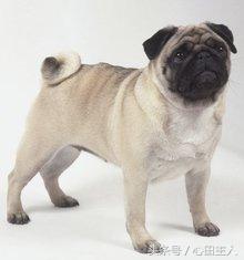 中国名犬,中国有什么名犬