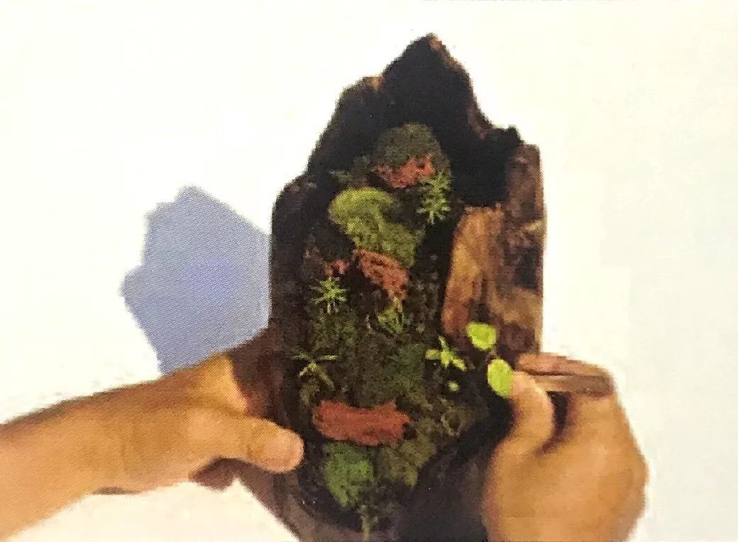 盆景十二技法图片讲解榕树,盆景十二技一法口诀