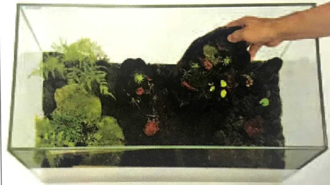 盆景十二技法图片讲解榕树,盆景十二技一法口诀