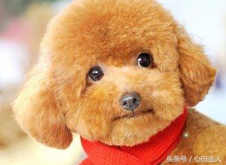 家养泰迪都是什么品种,常见家养宠物犬大全