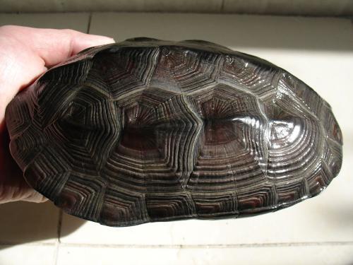 国龟有什么,国龟之梦