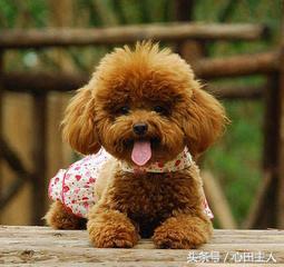 常见的几种家养狗狗,亳州正宗泰迪犬种有哪些