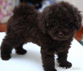 常见的几种家养狗狗,亳州正宗泰迪犬种有哪些