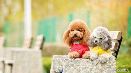 常见的几种家养狗狗,亳州正宗泰迪犬种有哪些