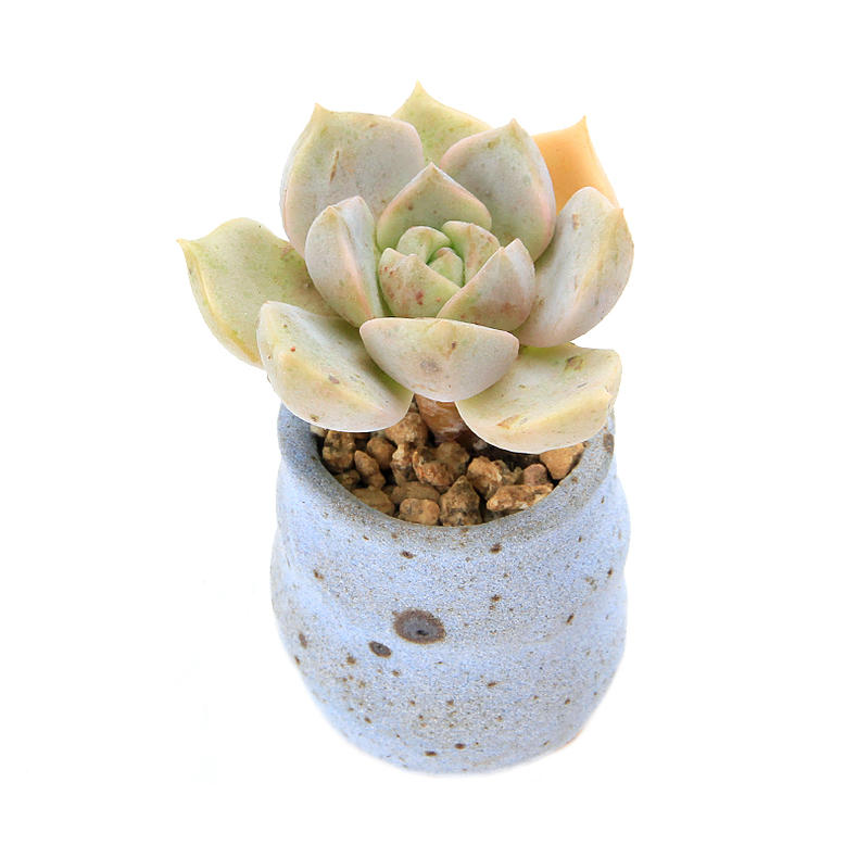 露养的多肉秋天经常下雨怎么办,多肉秋天水很足了冬季叶片会蔫