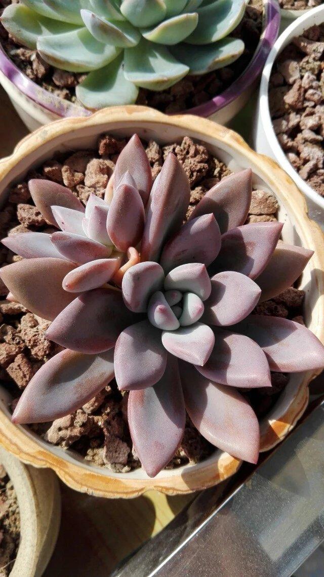 露养的多肉秋天经常下雨怎么办,多肉秋天水很足了冬季叶片会蔫