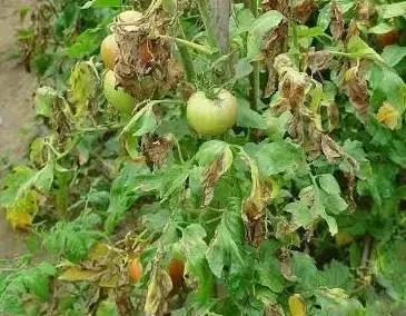 夏秋番茄病害图片大全,冬春大棚番茄病害怎么防治