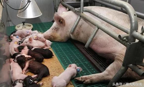 怎样挑选母猪做后备母猪,怎么挑选母猪视频教程