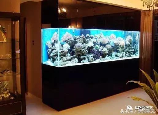 老板、局长、作家的鱼缸，养的鱼各有什么不同