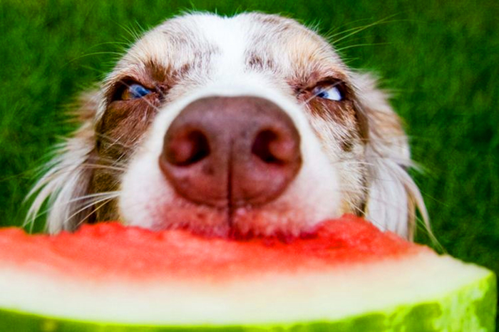 阿拉斯加肥胖的影响,阿拉斯加过于肥胖