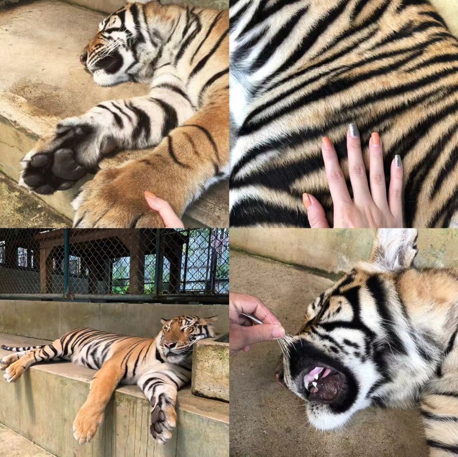 长发美美Sia丫丫带你游遍纸醉金迷曼谷小清新清迈