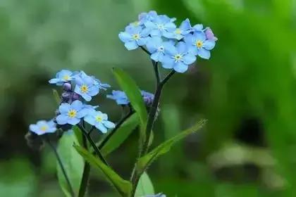 什么花朵的花语是救赎的花语,花语大全花的数量