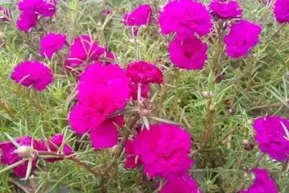 什么花朵的花语是救赎的花语,花语大全花的数量