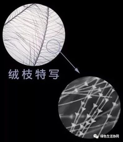 你买到真正的羽绒被了吗,淘宝哪里能买到真的羽绒被