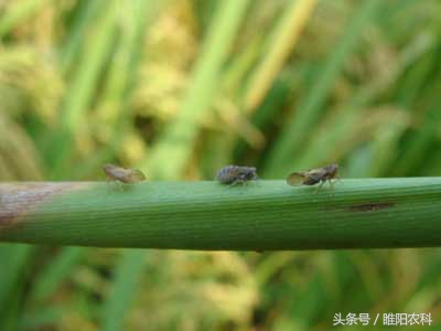 15分钟见效的药是什么,40分钟特效药